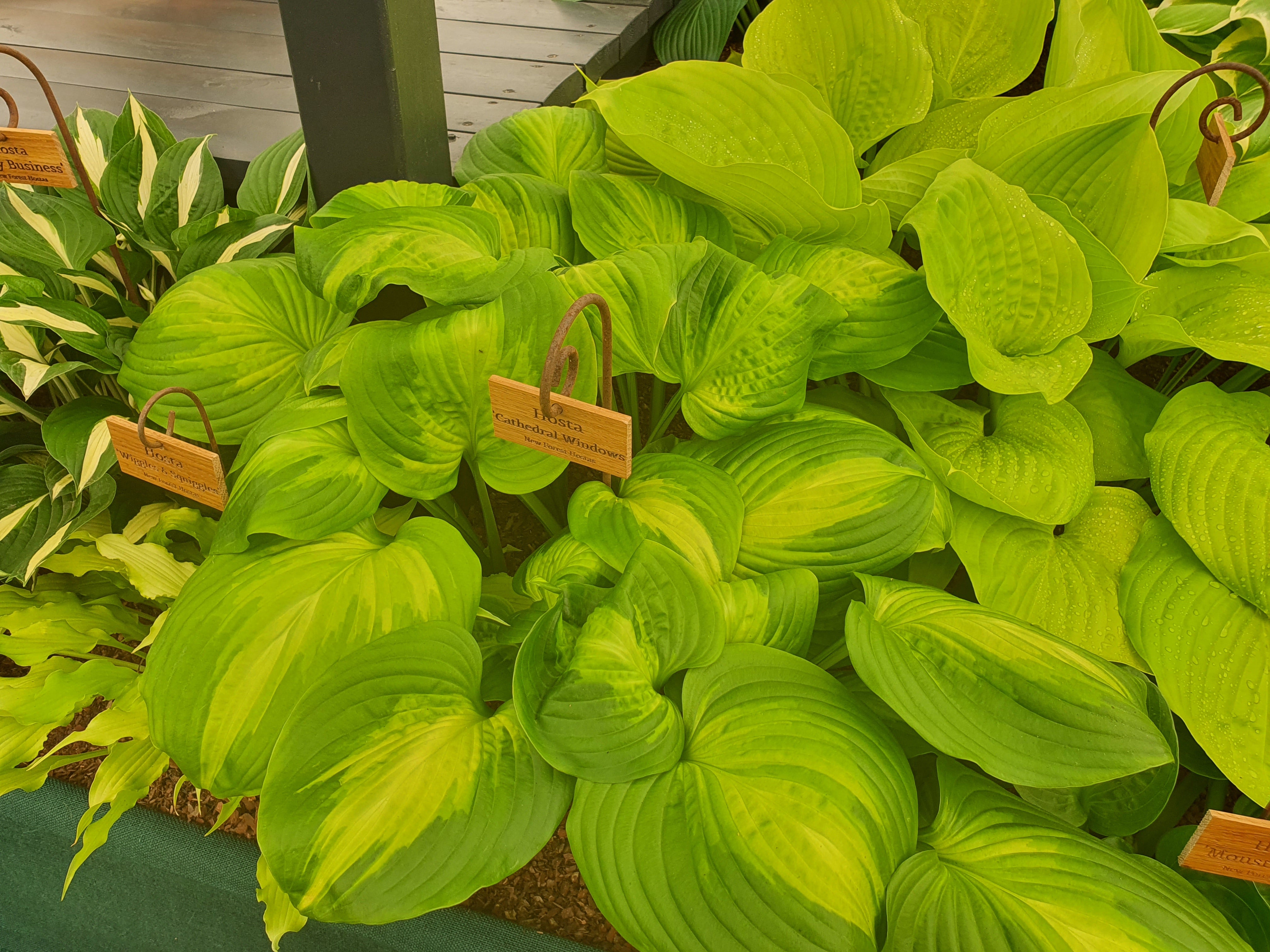 Hosta 'Cathedral Windows' - New Forest Hostas & Hemerocallis