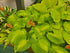 Hosta 'Cathedral Windows' - New Forest Hostas & Hemerocallis