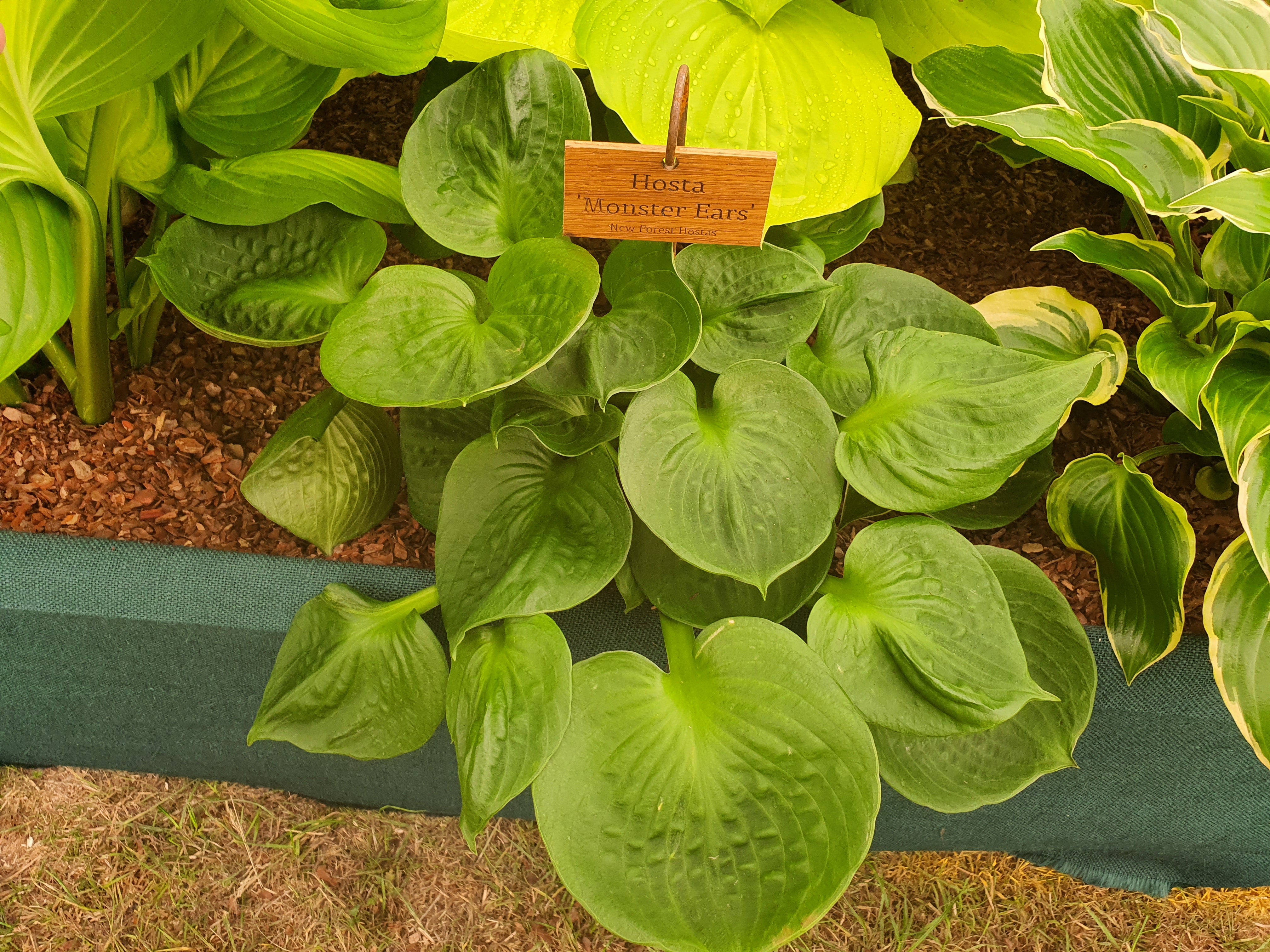 Hosta 'Monster Ears' - New Forest Hostas & Hemerocallis
