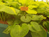 Hosta 'Monster Ears' - New Forest Hostas & Hemerocallis