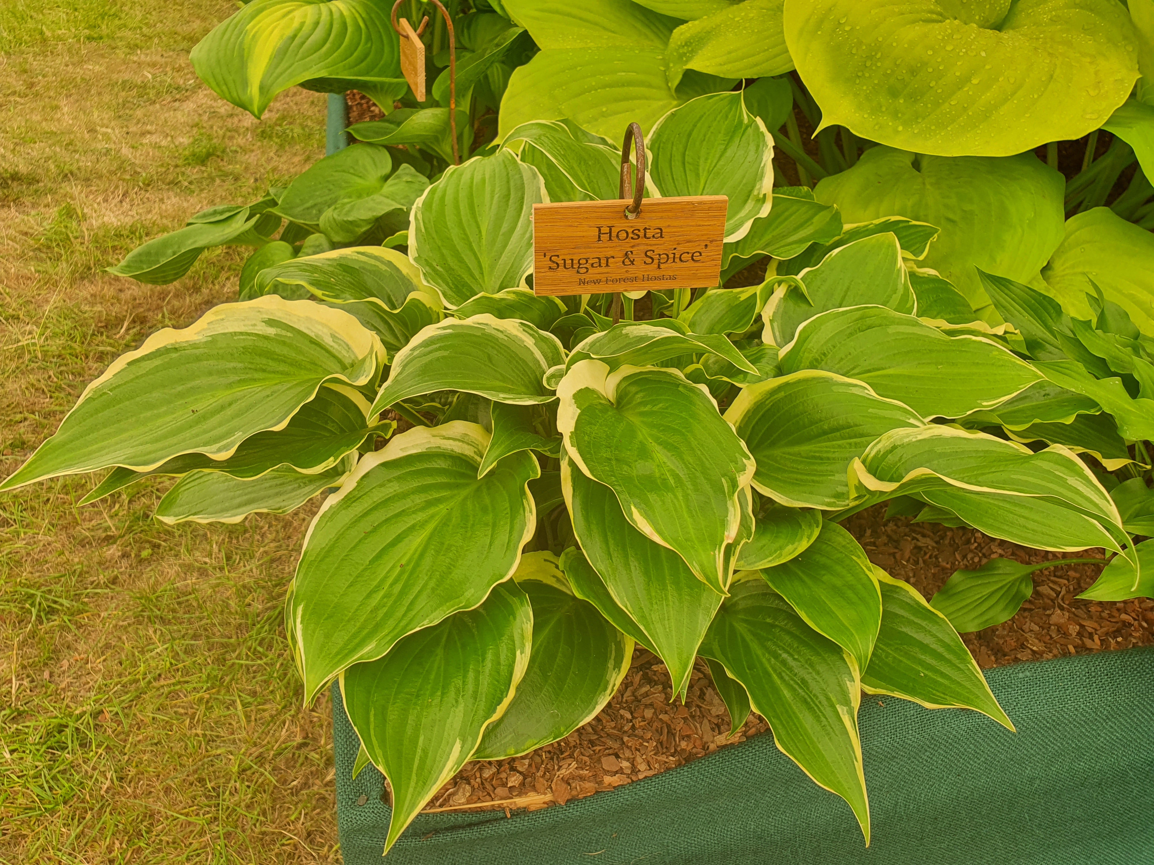 Hosta 'Sugar and Spice' - New Forest Hostas & Hemerocallis