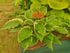 Hosta 'Sugar and Spice' - New Forest Hostas & Hemerocallis