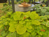 Hosta 'Sum & Substance' - New Forest Hostas & Hemerocallis