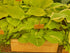 Hosta 'Mango Tango' - New Forest Hostas & Hemerocallis