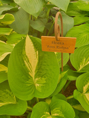Hosta 'Ann Kulpa' - New Forest Hostas & Hemerocallis