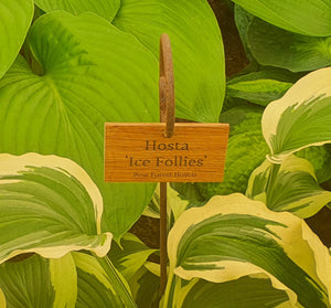 Bespoke Oak Labels - New Forest Hostas & Hemerocallis