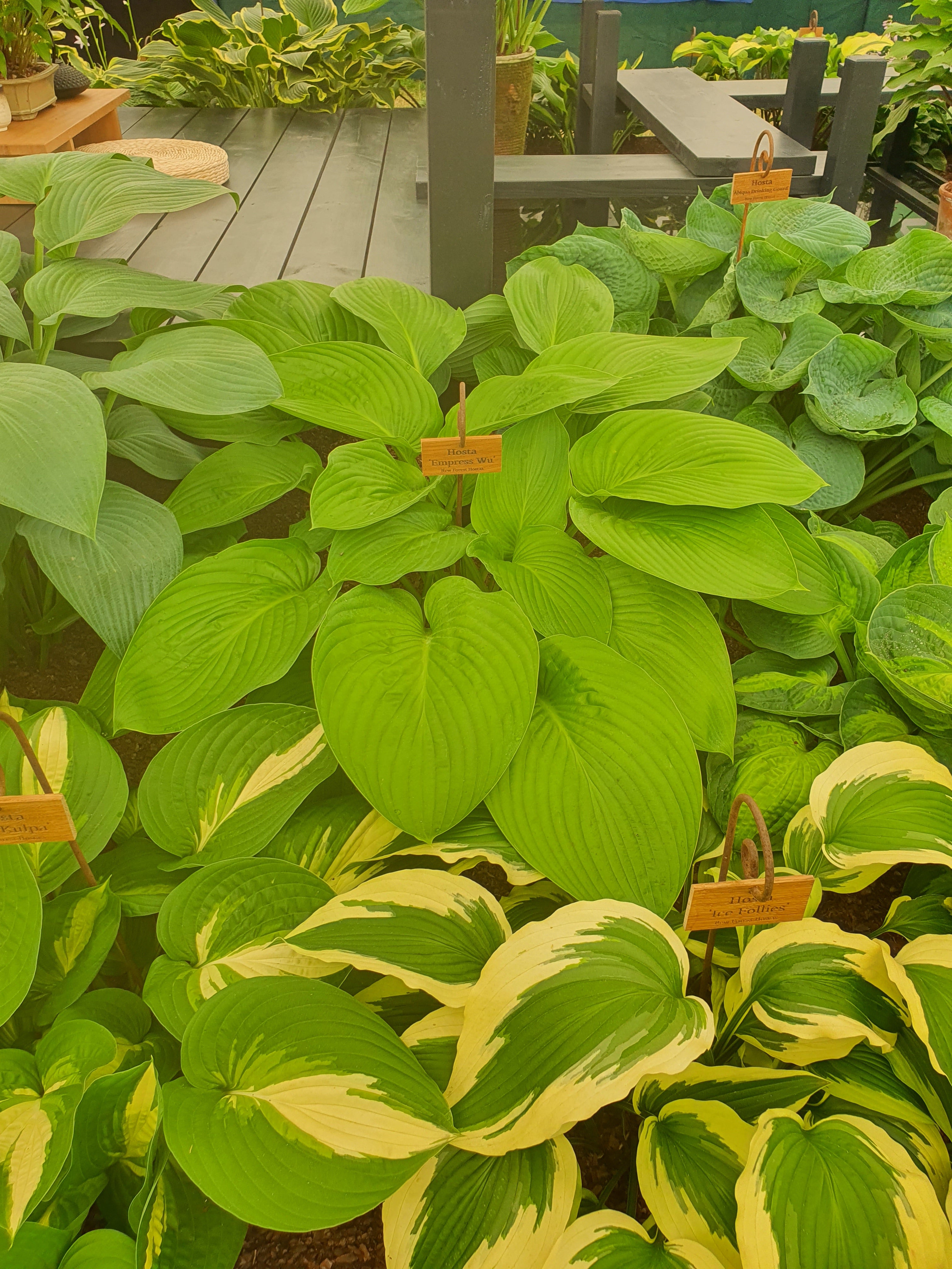 Hosta 'Empress Wu' - New Forest Hostas & Hemerocallis