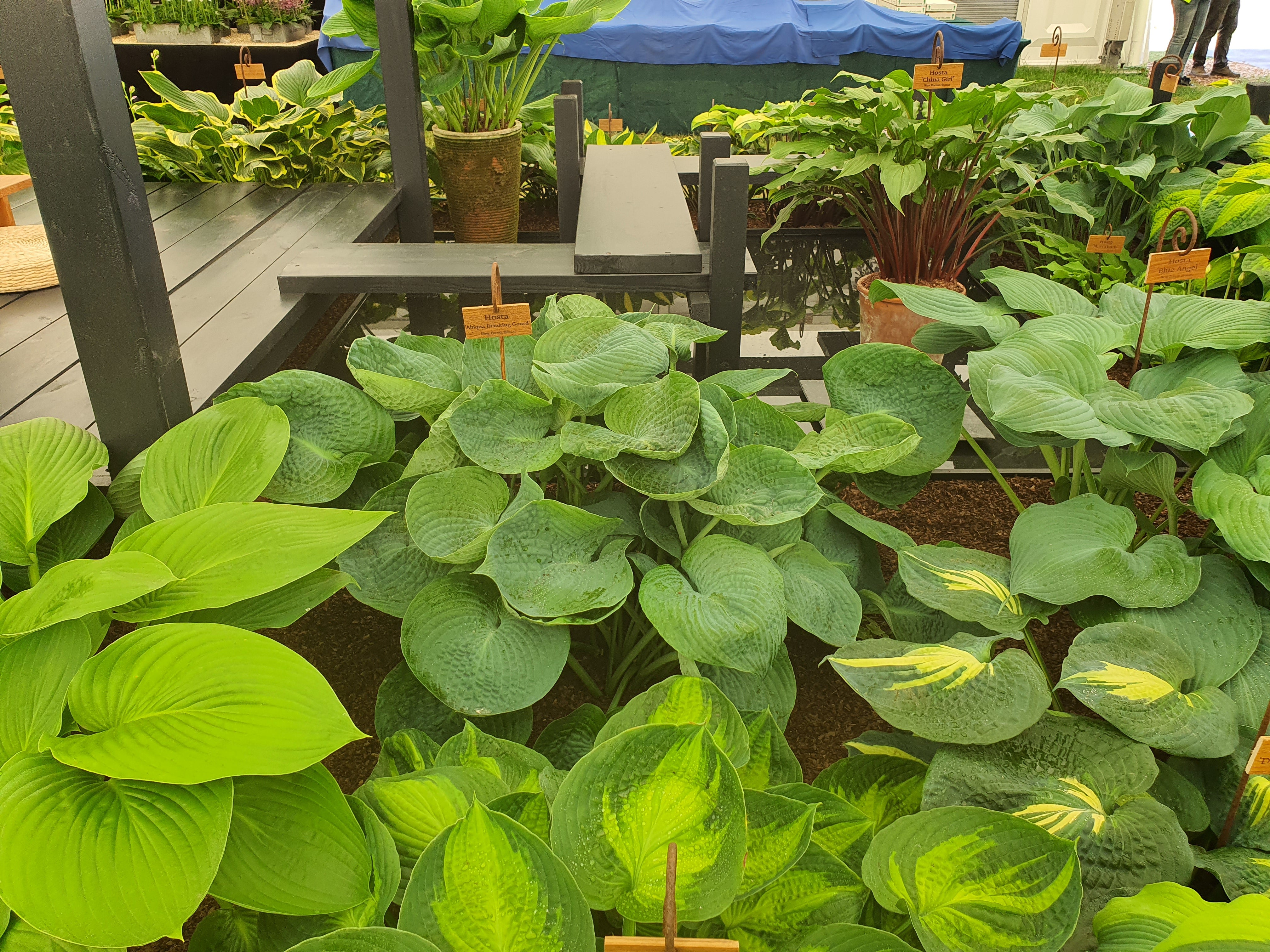 Hosta 'Abiqua Drinking Gourd' - New Forest Hostas & Hemerocallis