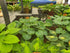 Hosta 'Abiqua Drinking Gourd' - New Forest Hostas & Hemerocallis