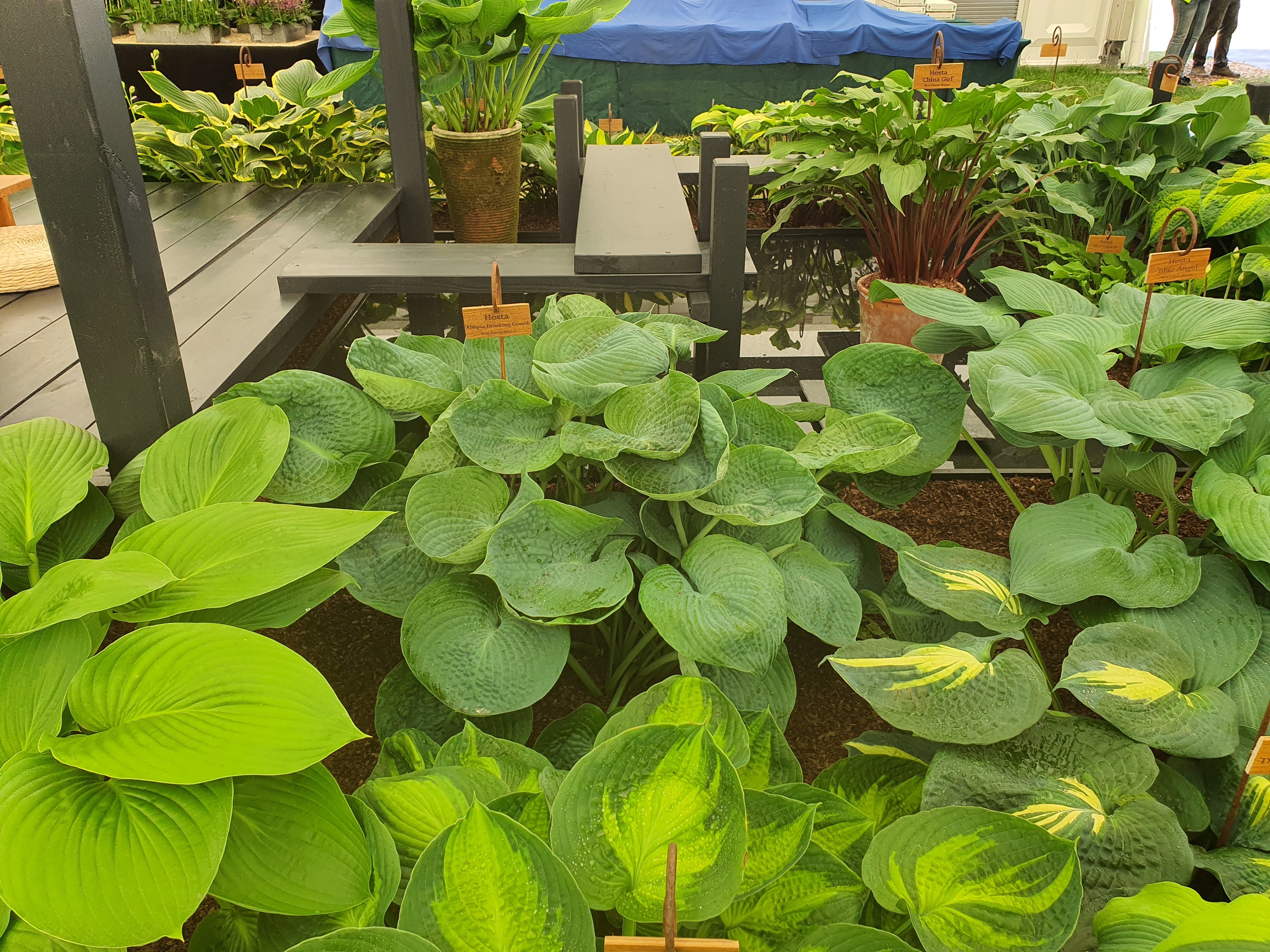 Hosta 'Abiqua Drinking Gourd' - Larger Specimens - New Forest Hostas & Hemerocallis
