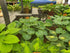 Hosta 'Abiqua Drinking Gourd' - Larger Specimens - New Forest Hostas & Hemerocallis