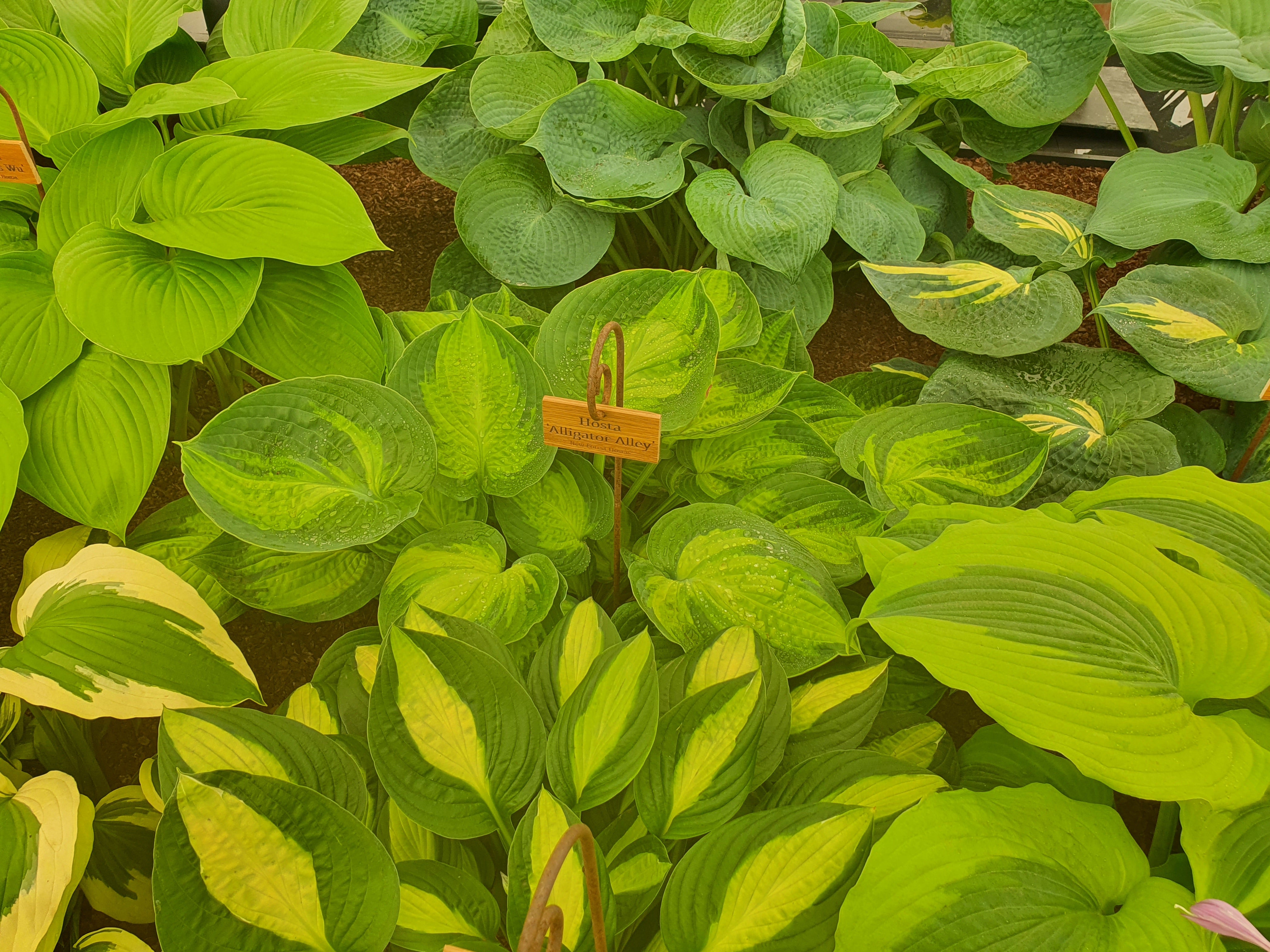 Hosta 'Alligator Alley' - New Forest Hostas & Hemerocallis