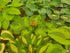 Hosta 'Alligator Alley' - New Forest Hostas & Hemerocallis