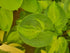 Hosta 'Alligator Alley' - New Forest Hostas & Hemerocallis