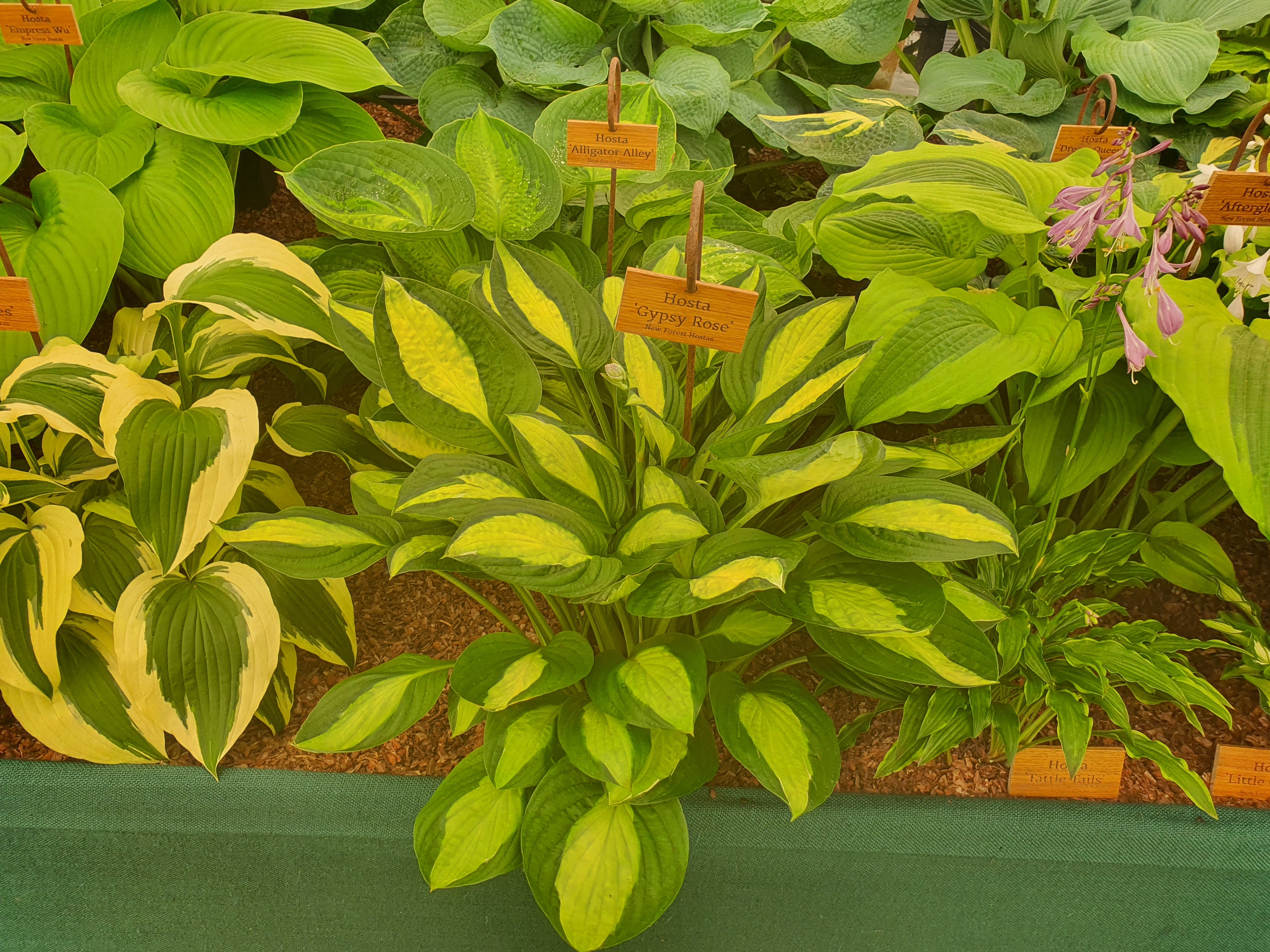 Hosta 'Gypsy Rose' - New Forest Hostas & Hemerocallis