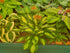 Hosta 'Gypsy Rose' - New Forest Hostas & Hemerocallis