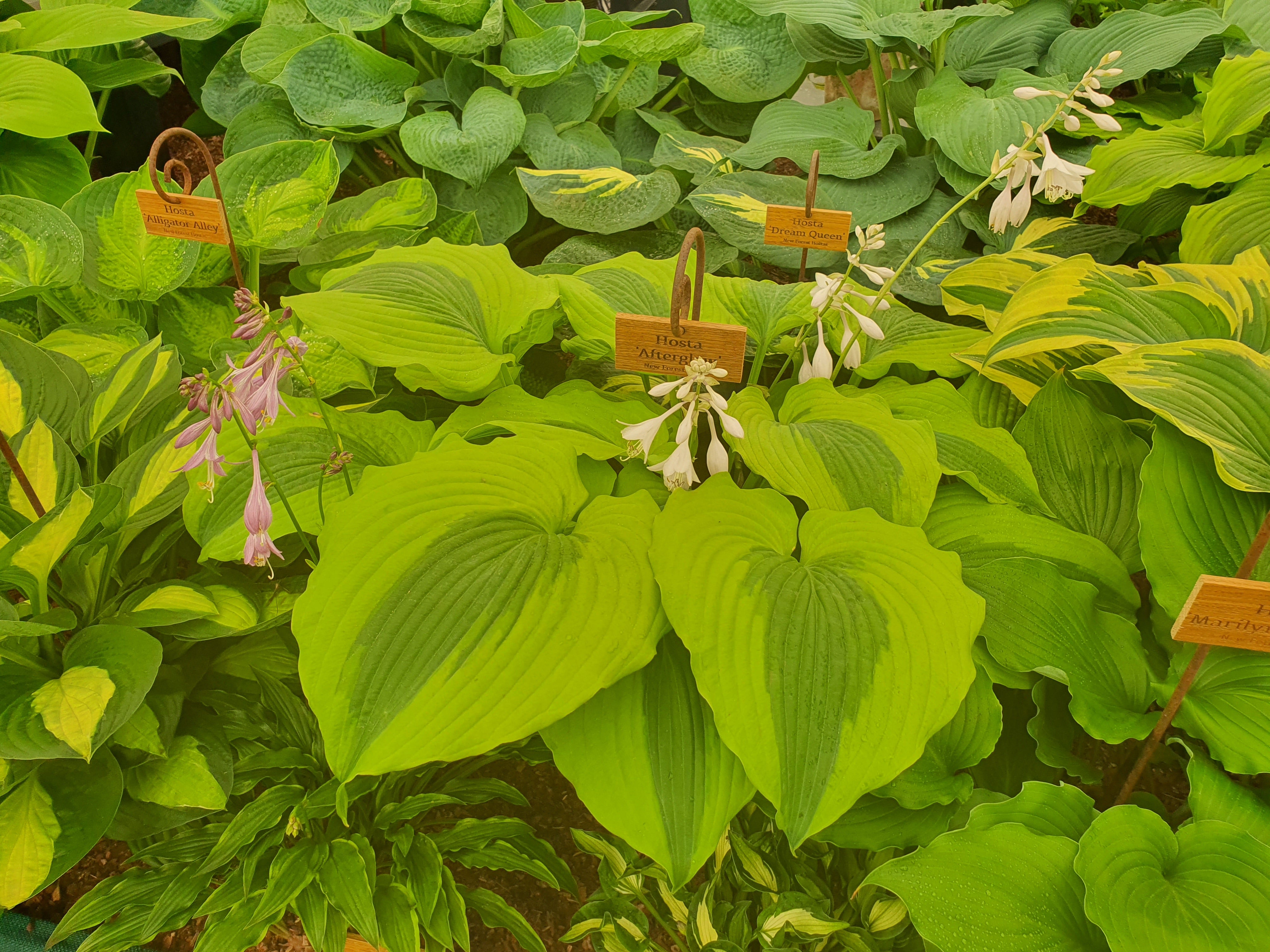 Hosta 'Afterglow' - New Forest Hostas & Hemerocallis