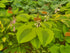 Hosta 'Afterglow' - New Forest Hostas & Hemerocallis