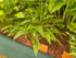 Hosta 'Tattle Tails' - New Forest Hostas & Hemerocallis
