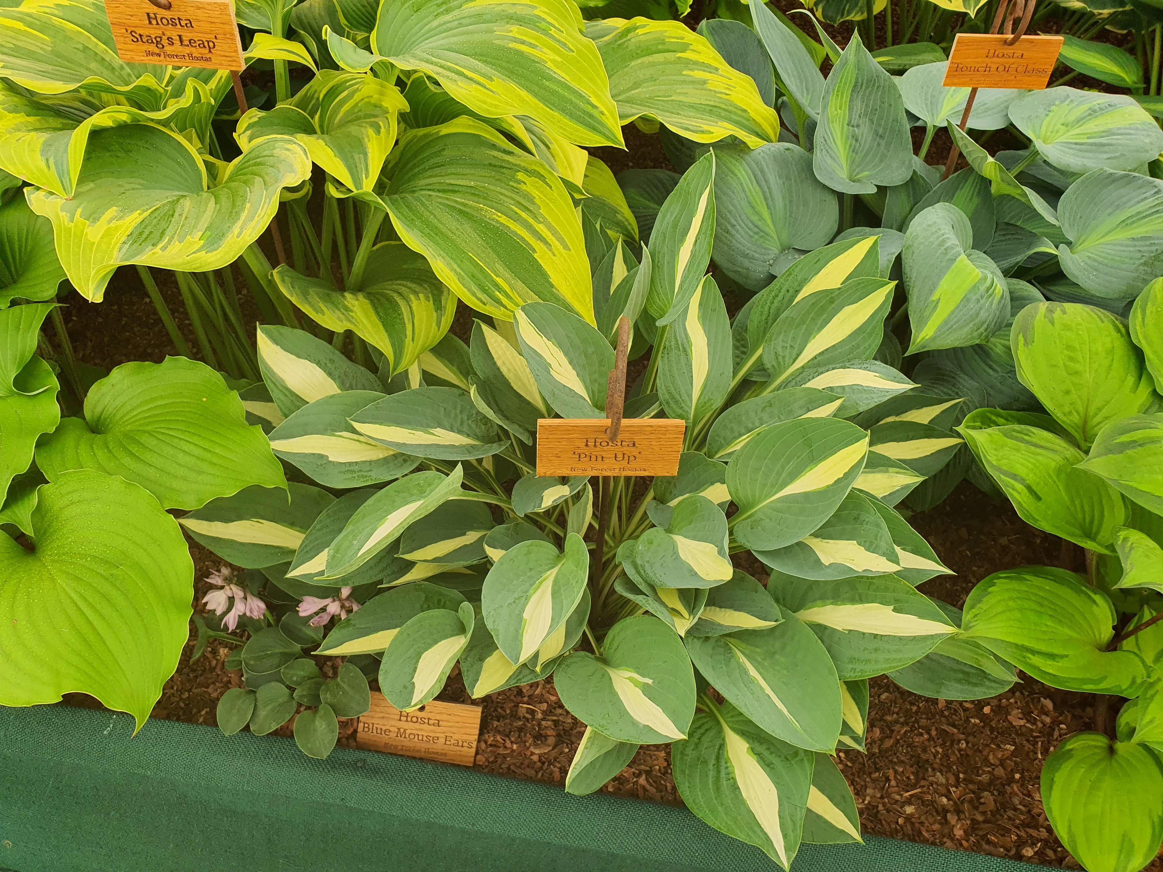Hosta 'Pin-Up' - New Forest Hostas & Hemerocallis