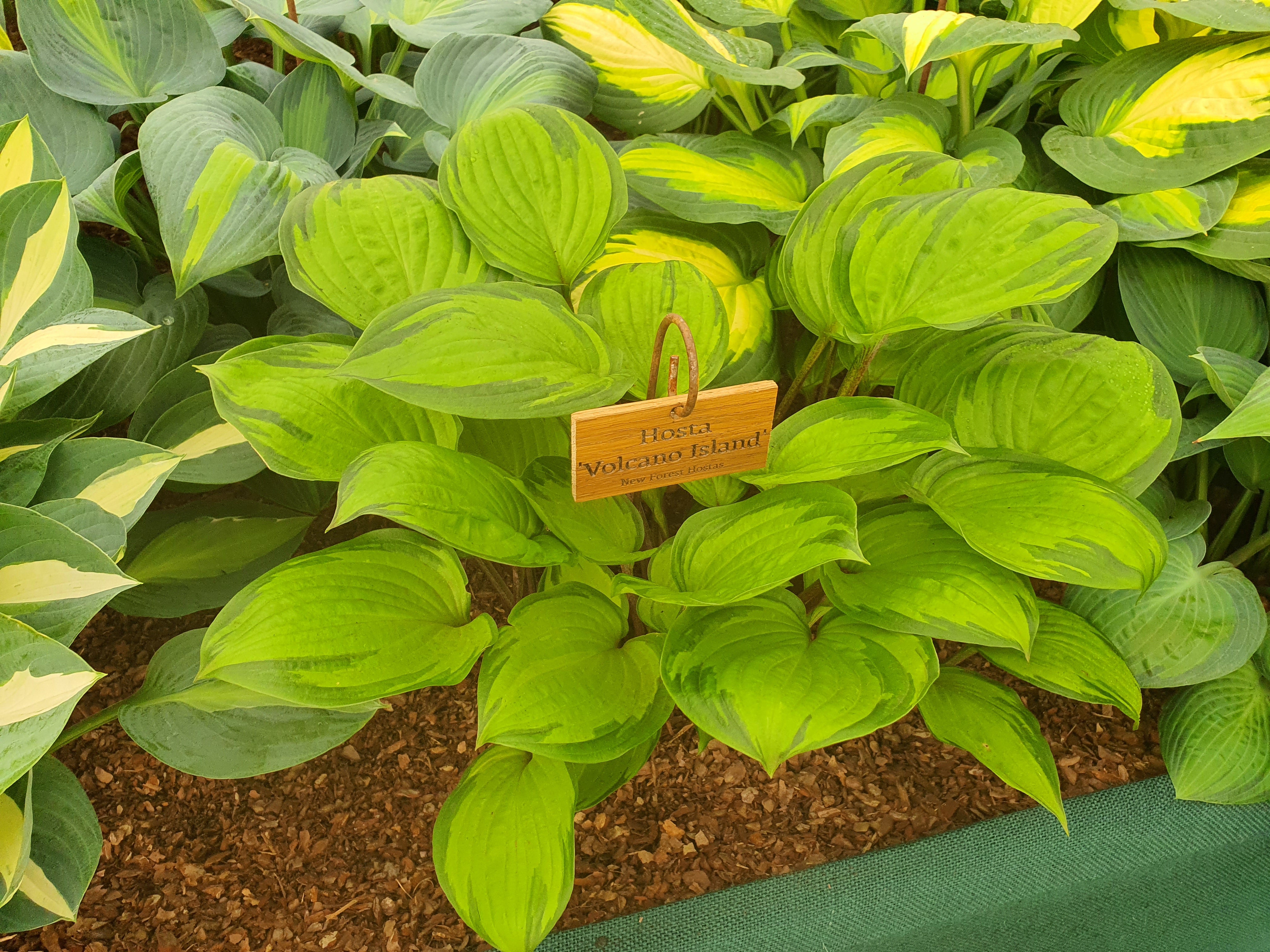 Hosta 'Volcano Island' - New Forest Hostas & Hemerocallis
