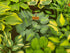 Hosta 'Touch Of Class' - New Forest Hostas & Hemerocallis