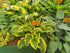 Hosta 'Leather and Lace' - New Forest Hostas & Hemerocallis