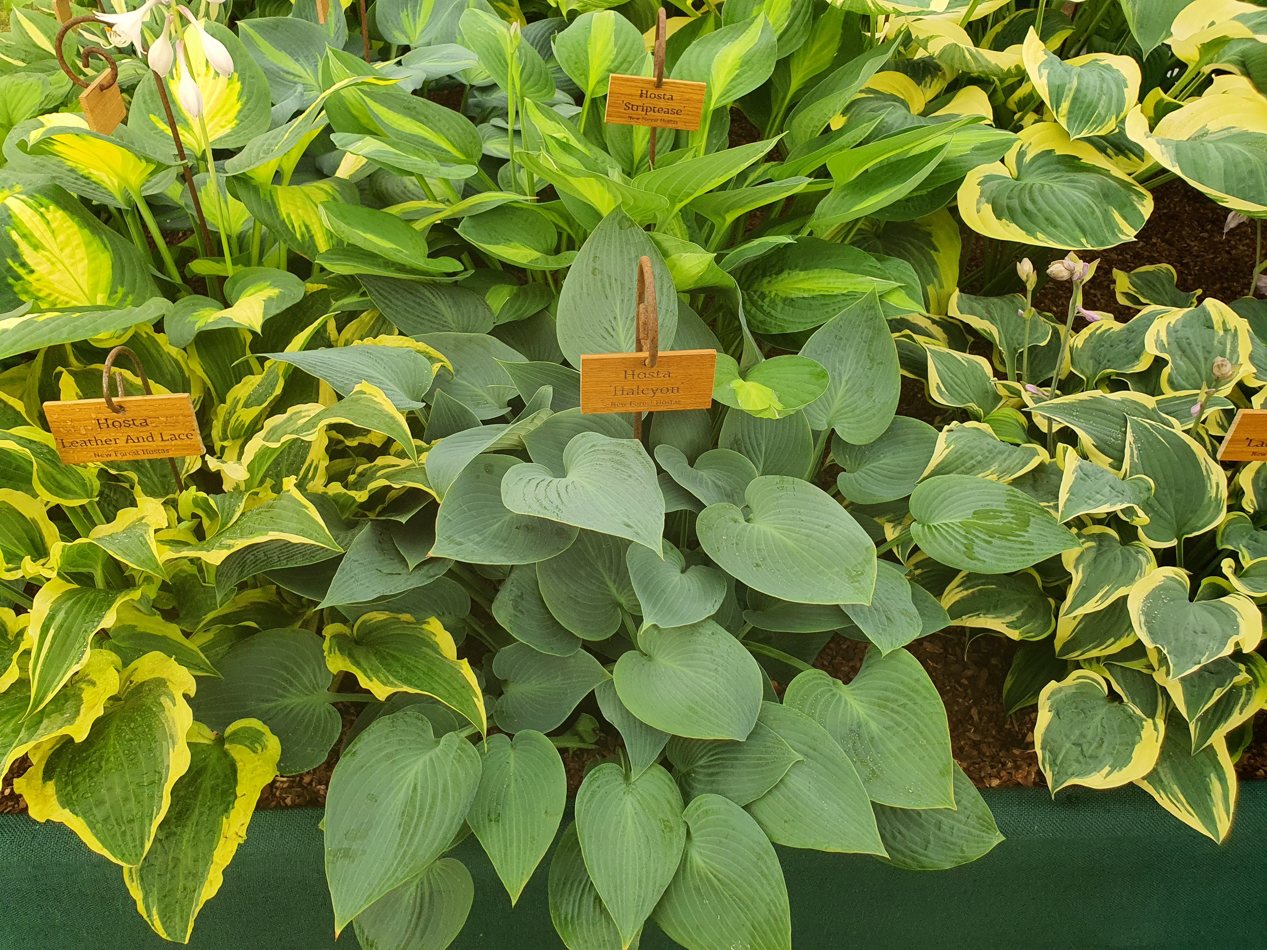 Hosta 'Halcyon' - New Forest Hostas & Hemerocallis