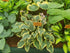 Hosta 'Lacy Belle' - New Forest Hostas & Hemerocallis