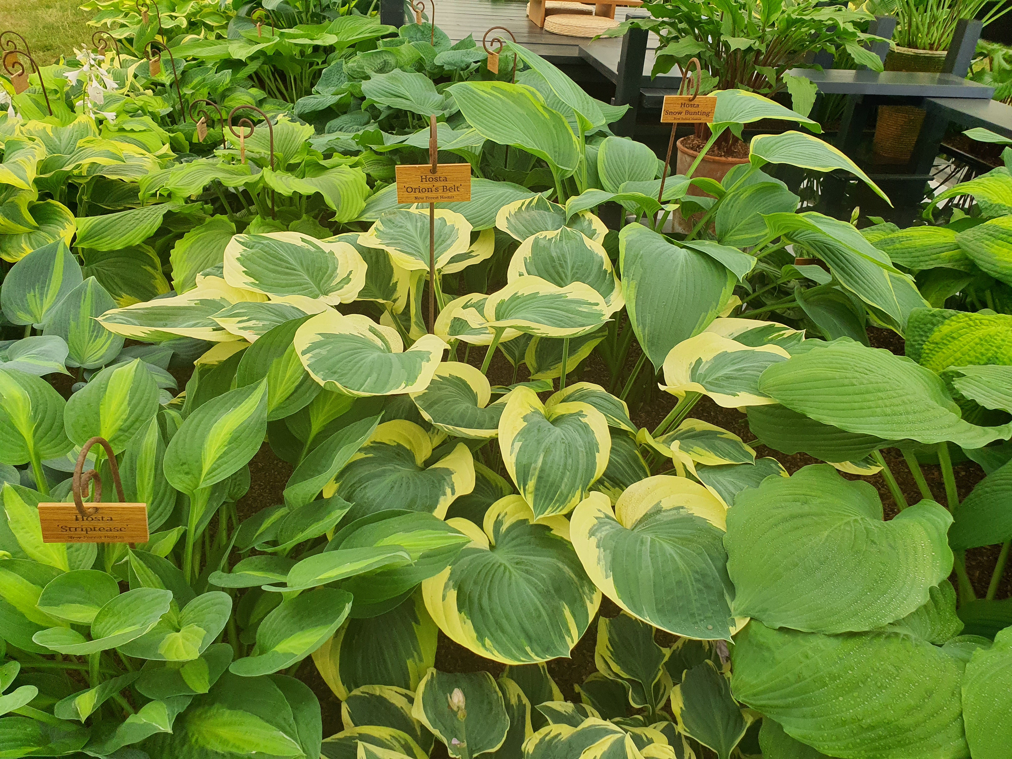 Hosta 'Orion's Belt' - New Forest Hostas & Hemerocallis