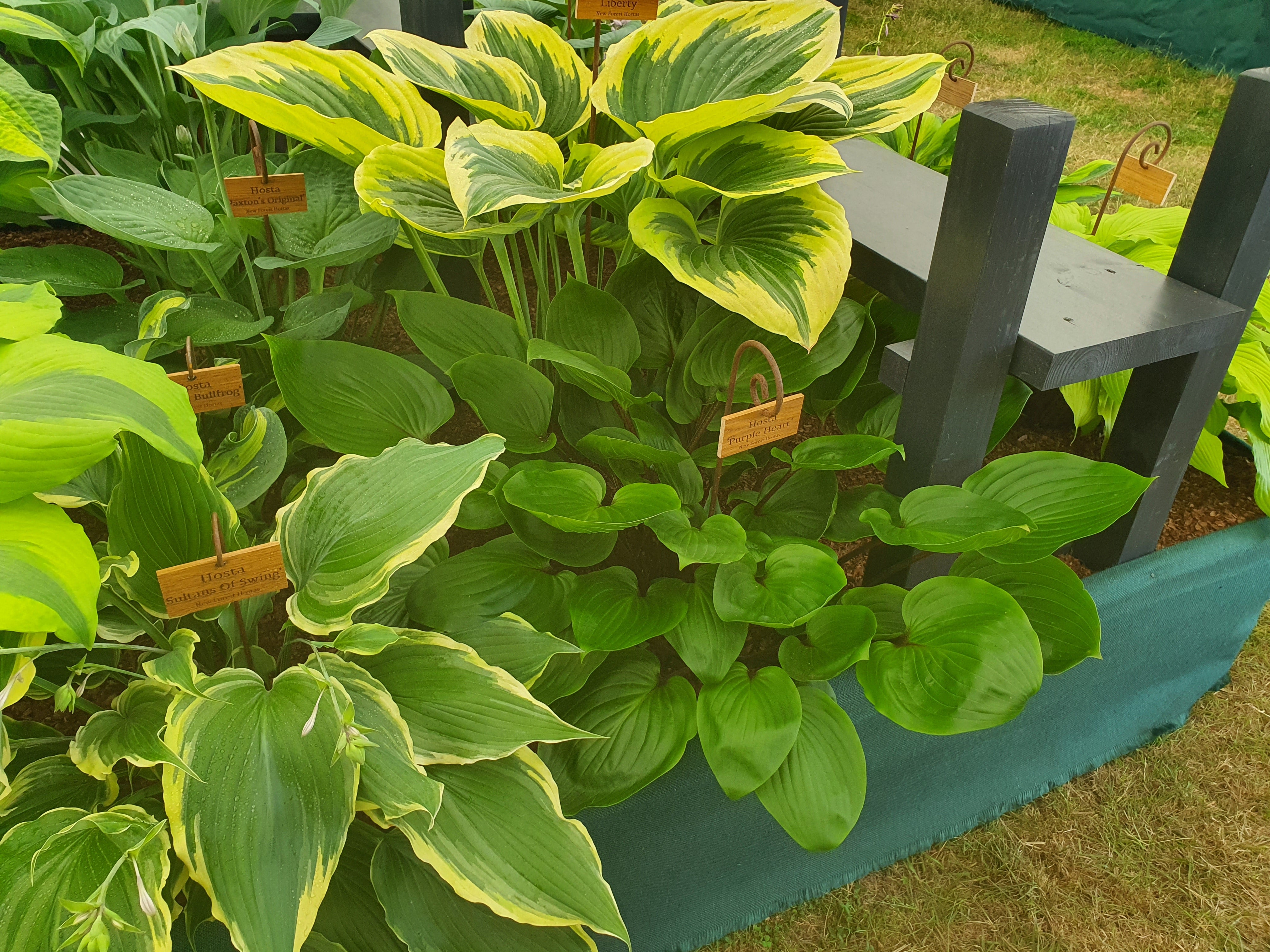 Hosta 'Purple Heart' - New Forest Hostas & Hemerocallis