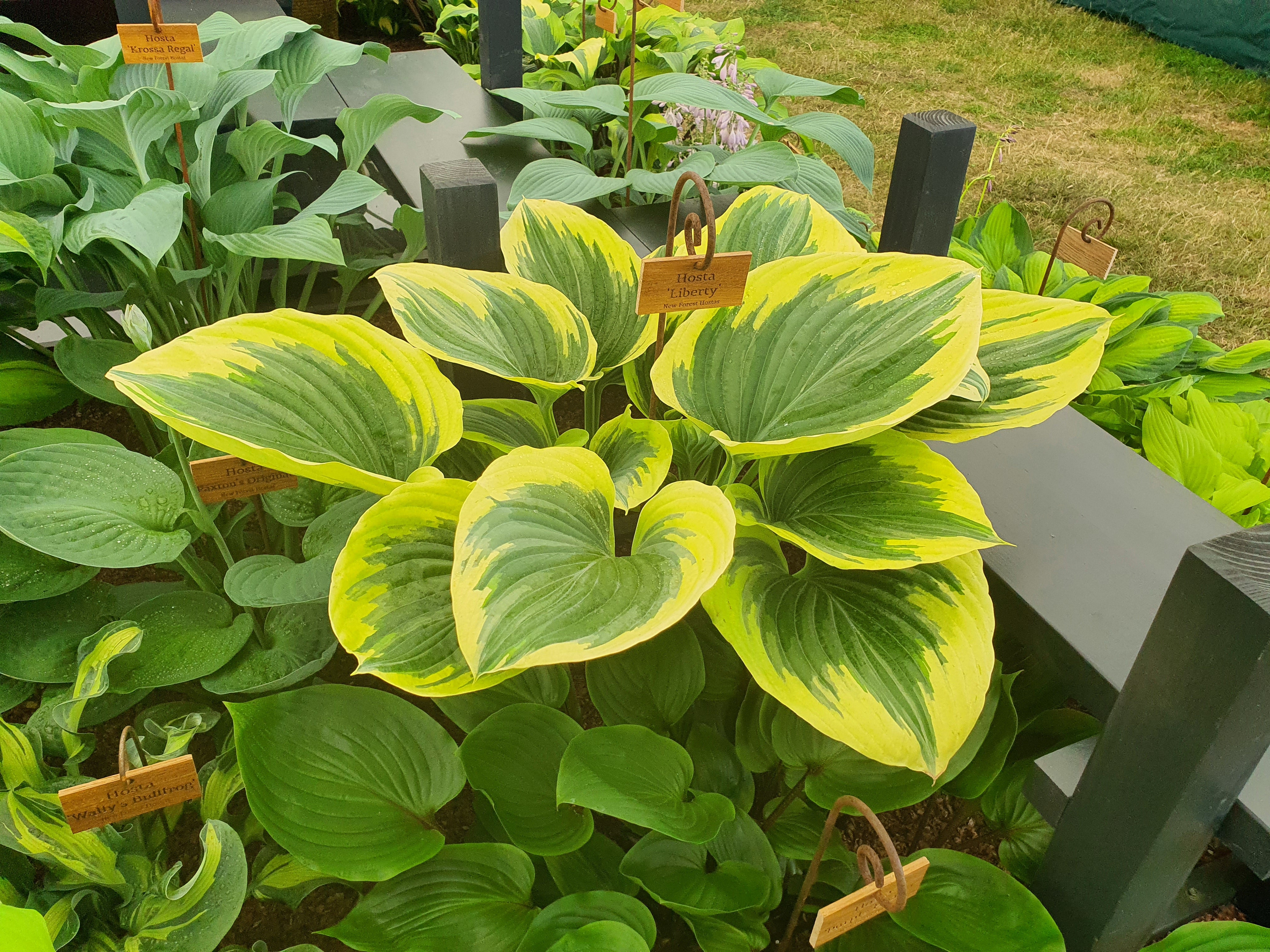 Hosta 'Liberty' - Large Specimen - New Forest Hostas & Hemerocallis