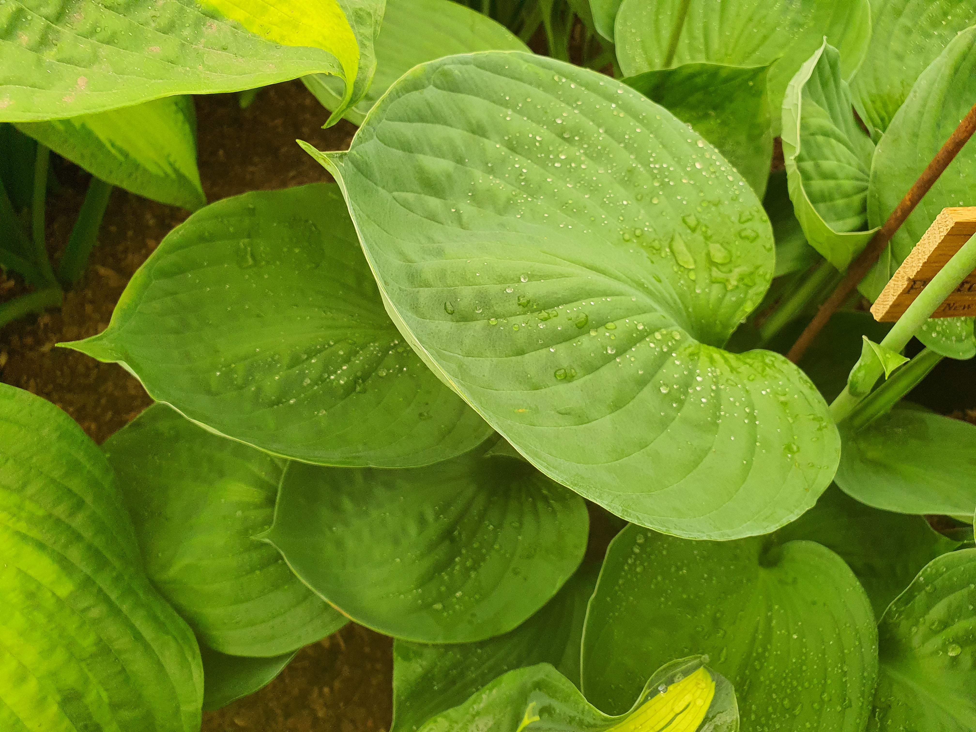 Hosta 'Pete's Dark Satellite' - New Forest Hostas & Hemerocallis