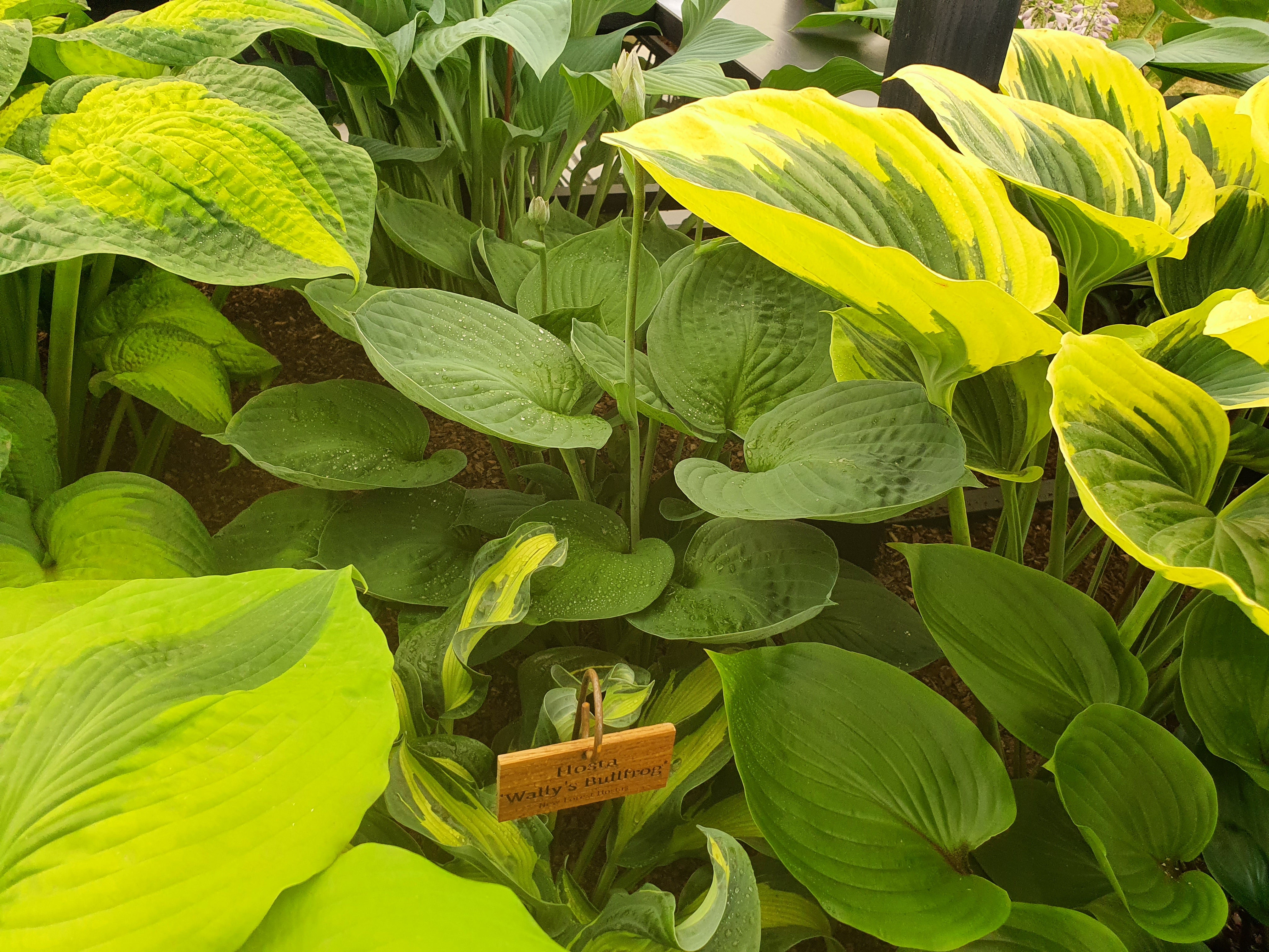 Hosta 'Pete's Dark Satellite' - New Forest Hostas & Hemerocallis