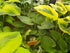 Hosta 'Pete's Dark Satellite' - New Forest Hostas & Hemerocallis