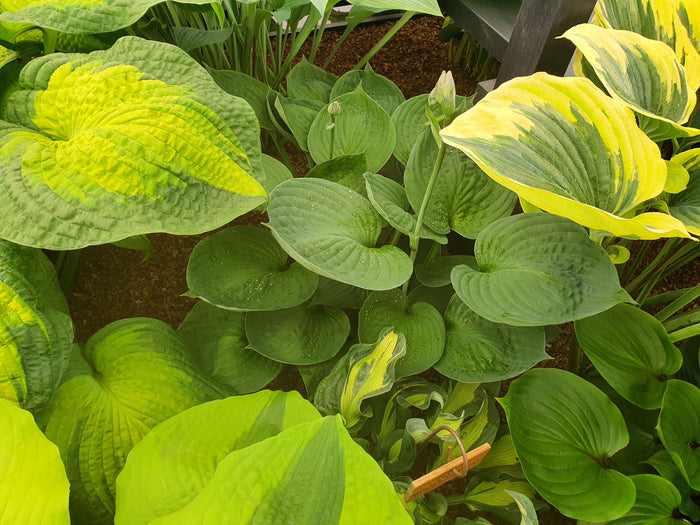 Hosta 'Pete's Dark Satellite'