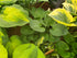 Hosta 'Pete's Dark Satellite' - New Forest Hostas & Hemerocallis