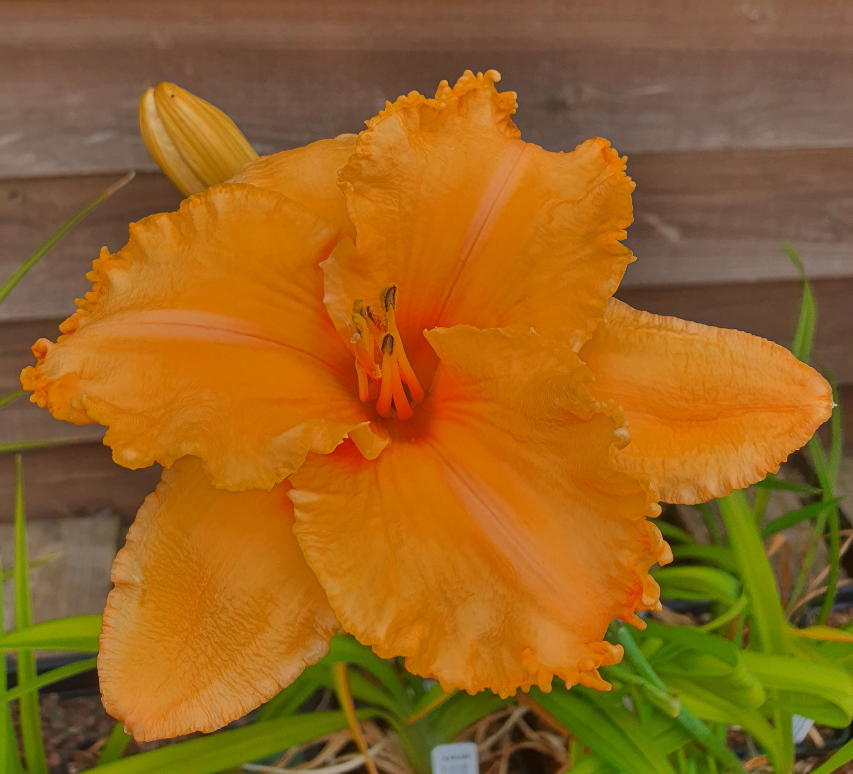 Hemerocallis 'Colonel Mustard' - New Forest Hostas & Hemerocallis