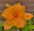 Hemerocallis 'Colonel Mustard' - New Forest Hostas & Hemerocallis