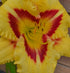 Hemerocallis 'El Desperado' - New Forest Hostas & Hemerocallis