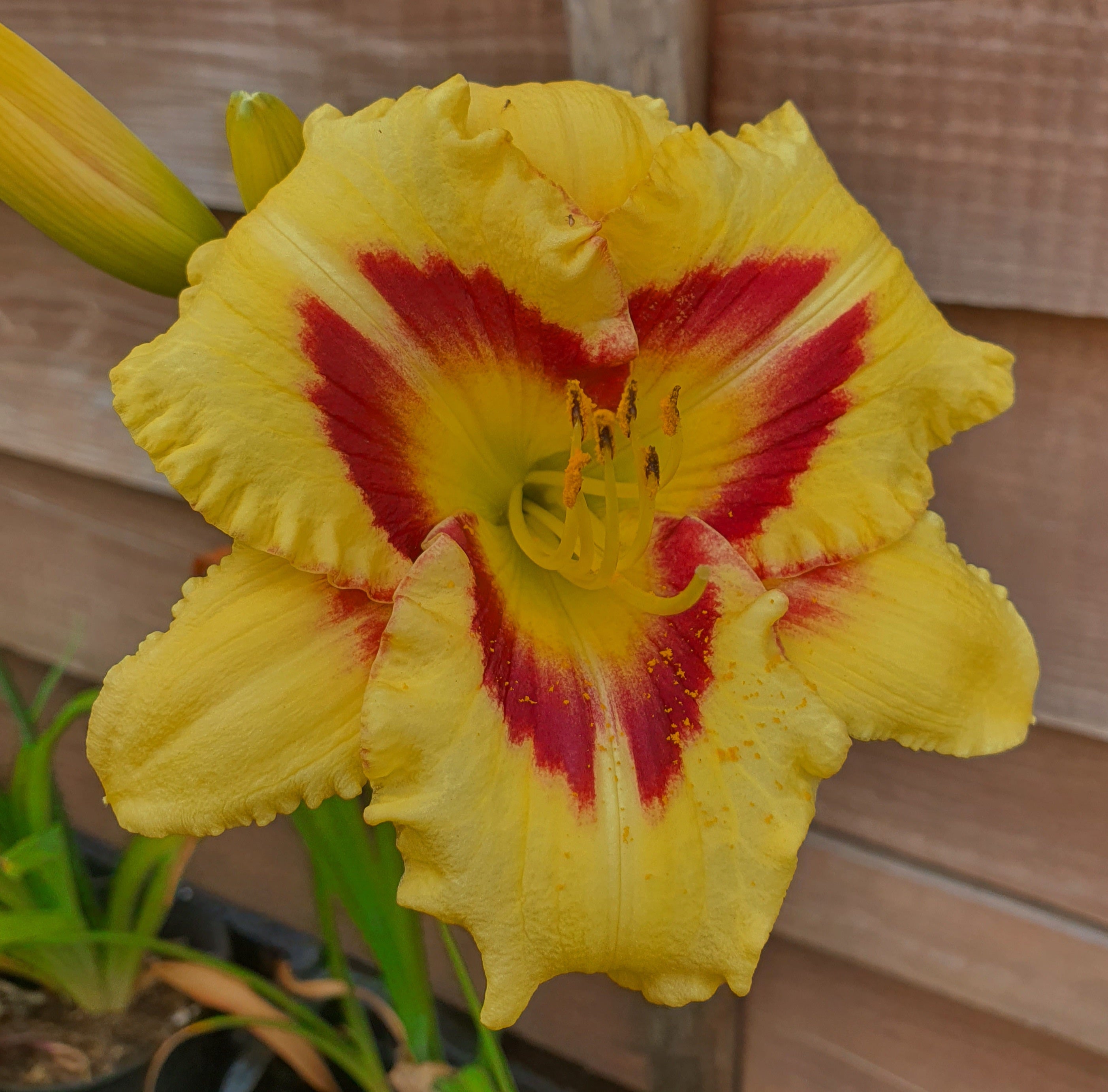 Hemerocallis 'El Desperado' - New Forest Hostas & Hemerocallis