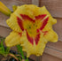 Hemerocallis 'El Desperado' - New Forest Hostas & Hemerocallis