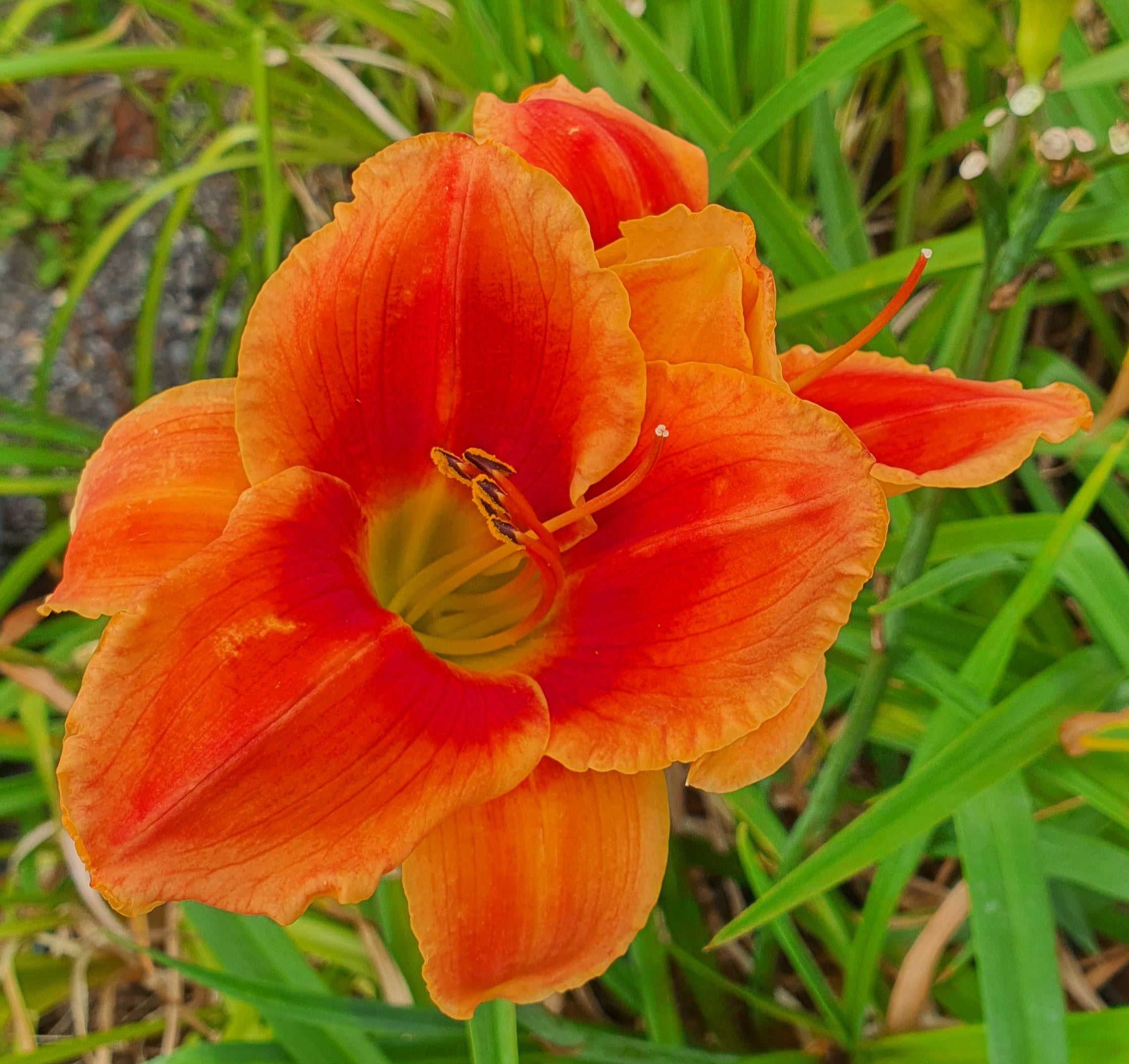 Hemerocallis 'Avant Garde' - New Forest Hostas & Hemerocallis