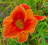 Hemerocallis 'Avant Garde' - New Forest Hostas & Hemerocallis