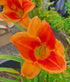 Hemerocallis 'Avant Garde' - New Forest Hostas & Hemerocallis