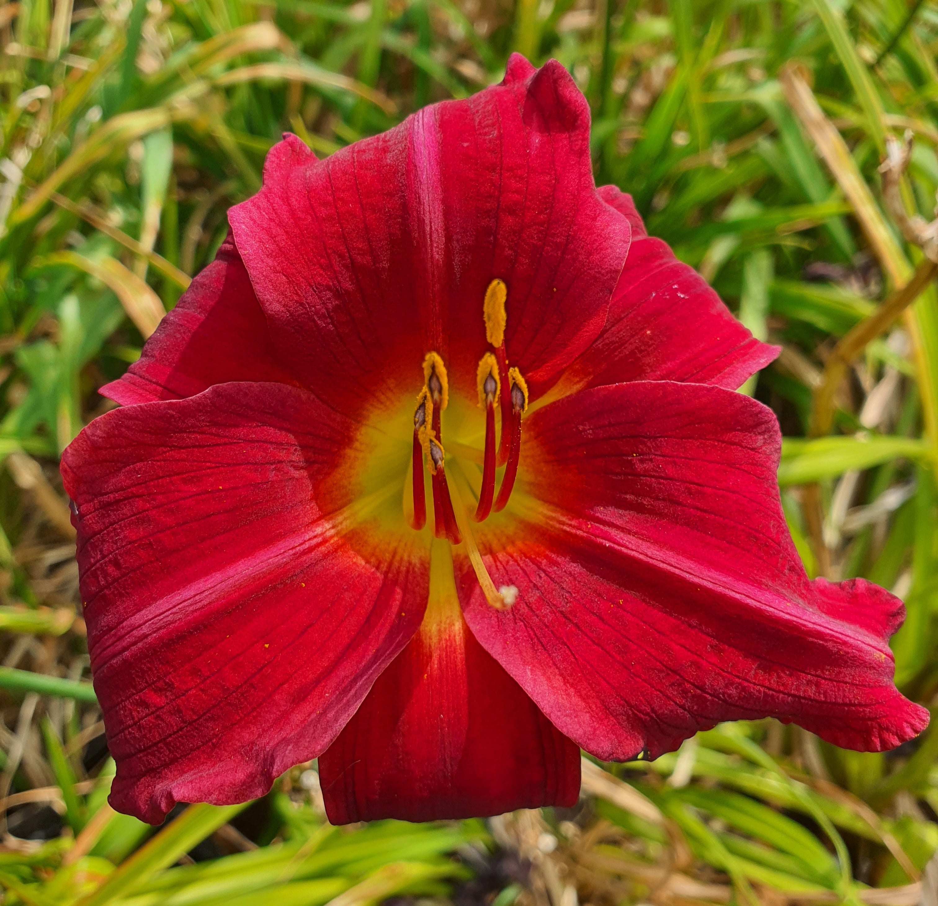 Hemerocallis 'Apple Court Ruby' - New Forest Hostas & Hemerocallis