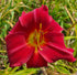 Hemerocallis 'Apple Court Ruby' - New Forest Hostas & Hemerocallis