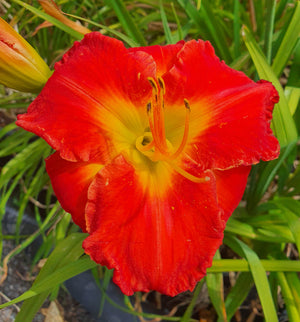 Hemerocallis 'Alejandro Davlos' - New Forest Hostas & Hemerocallis