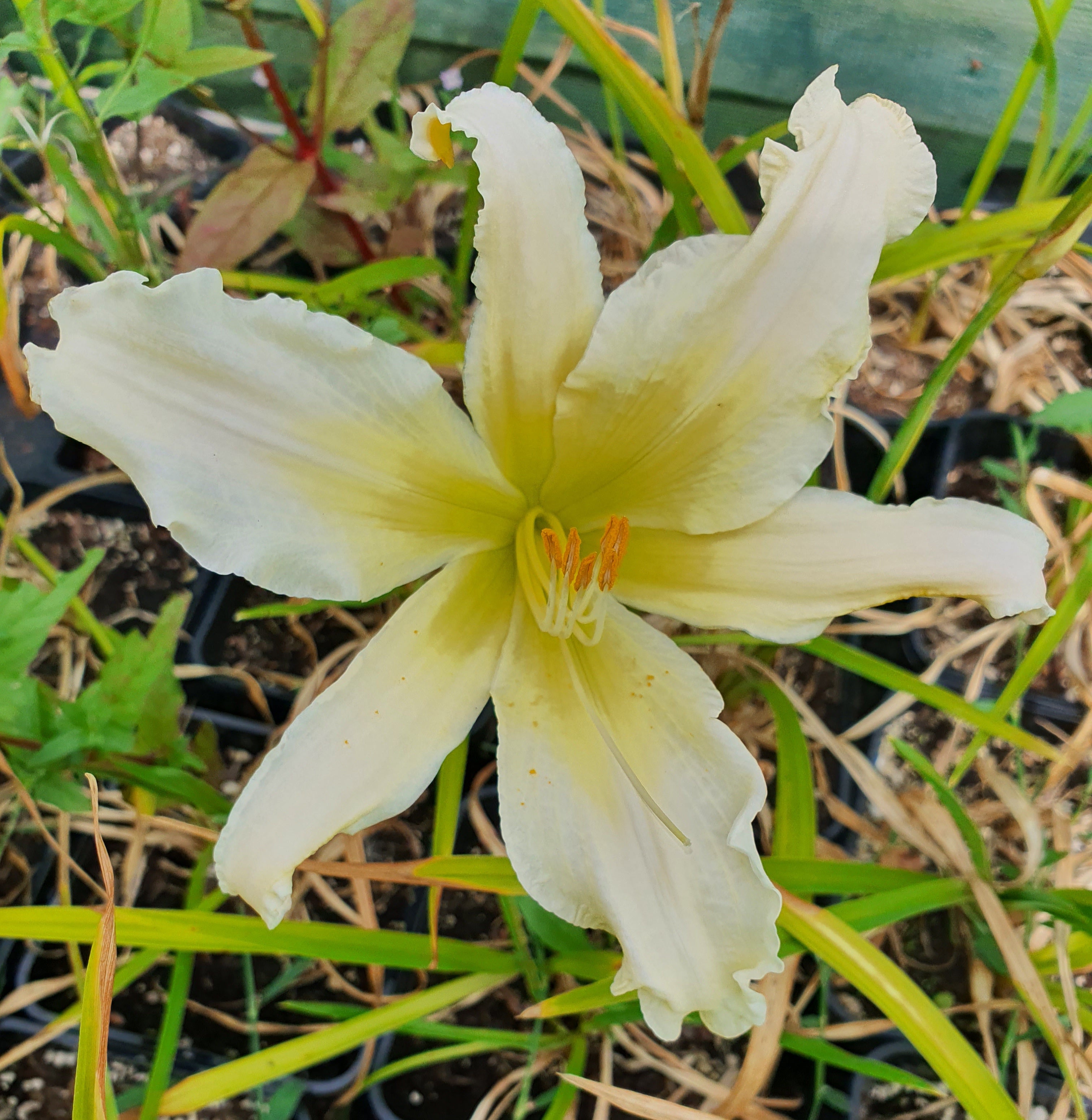Hemerocallis 'Heavenly Angel Ice' - New Forest Hostas & Hemerocallis