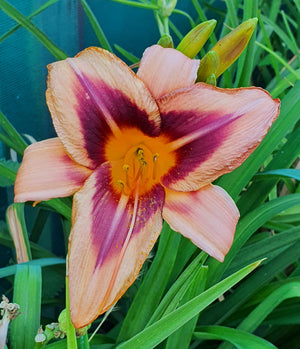 Hemerocallis 'Zagora' - New Forest Hostas & Hemerocallis